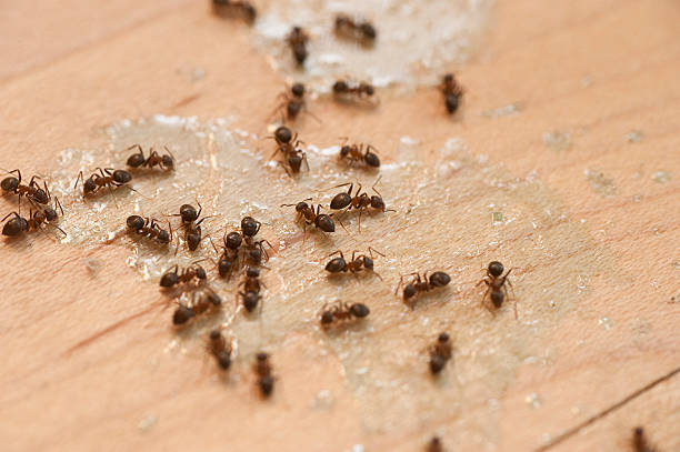 Best Pest Control for Businesses  in Cotulla, TX